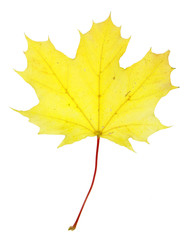 Bright Yellow Maple Leaf