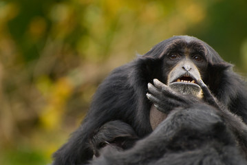Siamang Gibbon ,mother and child,monkey