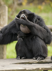 Fototapeta Siamang Gibbon, mother and child, monkey obraz