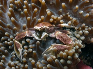 Porzellankrabbe (Porcellanella sp.)