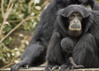Siamang Gibbon, monkey - obrazy, fototapety, plakaty