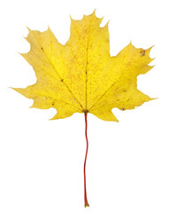 A maple leaf in fall color isolated on a white background..