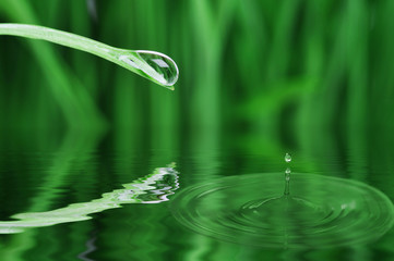 water drop on the grass