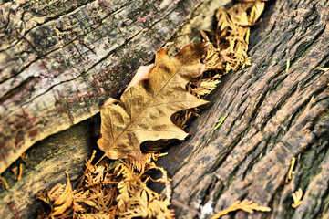 automne et ses couleurs