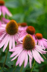 Fototapeta premium Echinacea flower in herbal garden