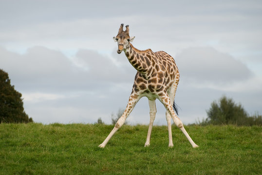 Fototapeta giraffe
