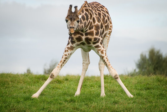 Fototapeta giraffe