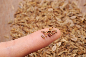 Dried cumin seeds