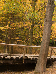 Autumn in the forest