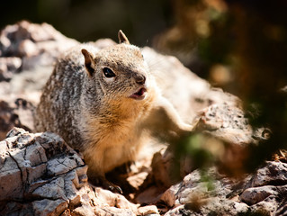 Naklejka na ściany i meble Squirrel in Grand Canyon National Park