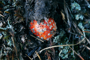 Grzyb © Volha Murashka
