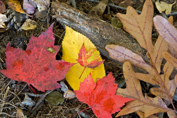 Autumn Hues