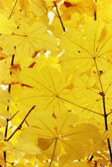 Autumn leaves