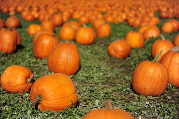 Pumpkins