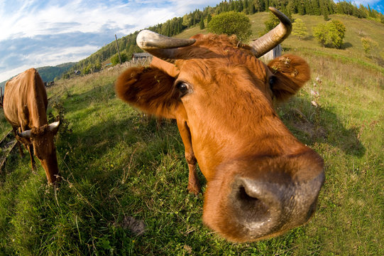 A close up of a cow's head.