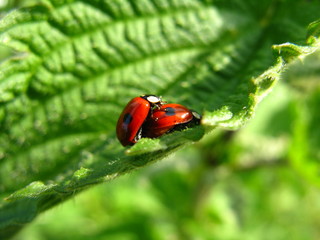 Fototapeta premium Marienkäfer