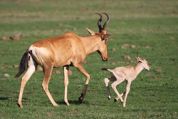 Baby Red Hartebeest Antelope