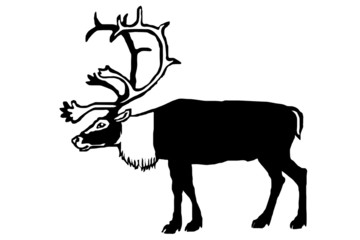Reindeer