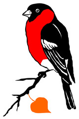 bullfinch