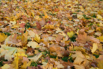 Leaves a maple