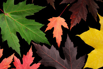 Autumn leaves on black