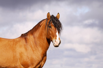 Fototapeta na wymiar beautiful bay stallion