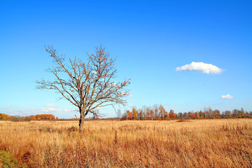 oak on autumn field