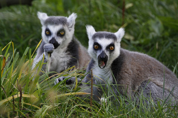 Fototapeta premium Katta