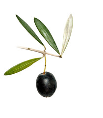 olive branch with fruits isolated on white background