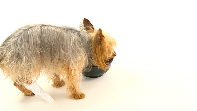 dog over white