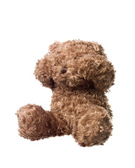 Shy Teddy bear