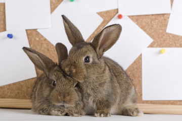 two brown bunny and a cork board with notes