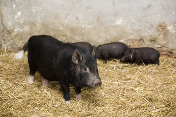 black pig and piglets in the farm