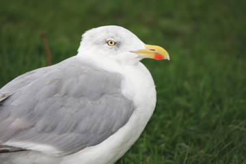 seagull