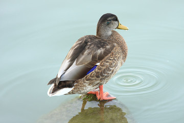 Duck
