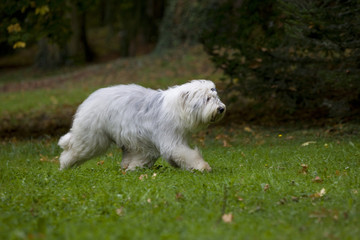 jeune bobtail trottant dans la nature