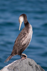 cormorano