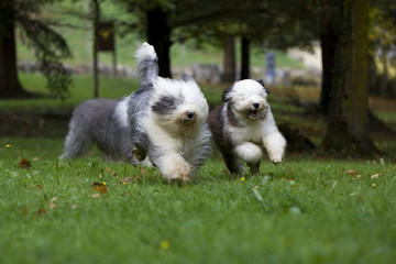 jeux de chiens dans un parc