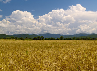 Fototapeta premium The Field hurried wheats