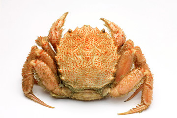 crab