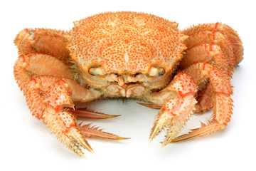 crab