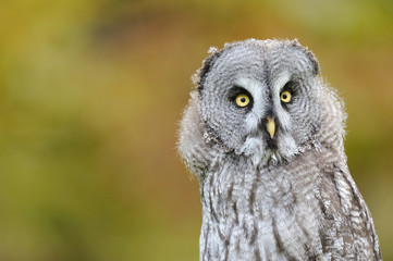 Great Grey Owl or Lapland Owl (Strix nebulosa)