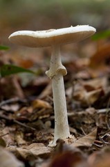amanite citrine (Amanita citrina)