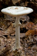 amanite citrine (Amanita citrina)