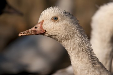Canard mulard élevé pour le foie-gras.