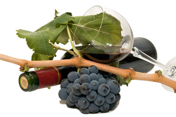 Vino 34
