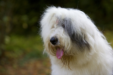 portrait de trois quart d'un old english sheepdog décoiffé