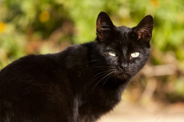 Naklejka na ściany i meble Portret czarnego kota