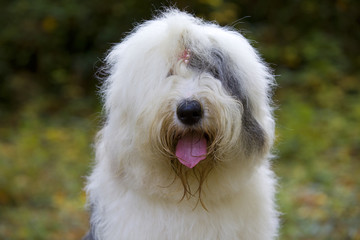 portrait de face d'un bobtail à l'air lunaire et étourdi