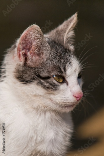 Portrait D Un Chat Gris Et Blanc Wall Mural Wallpaper Murals Alonbou
